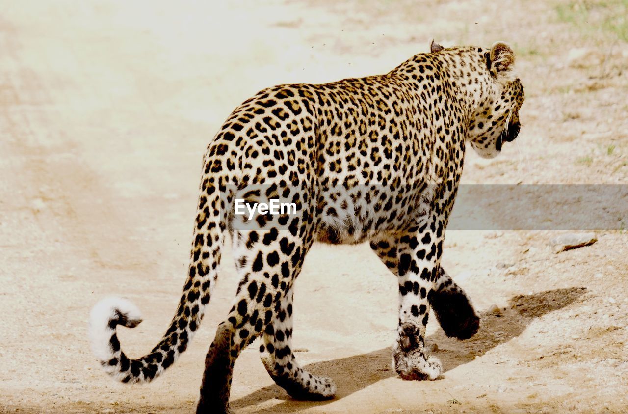 Close-up of cheetah in south africa