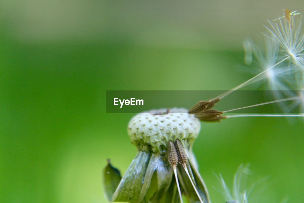 Close-up of dandelion on plant