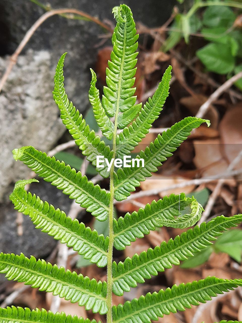 HIGH ANGLE VIEW OF FERN