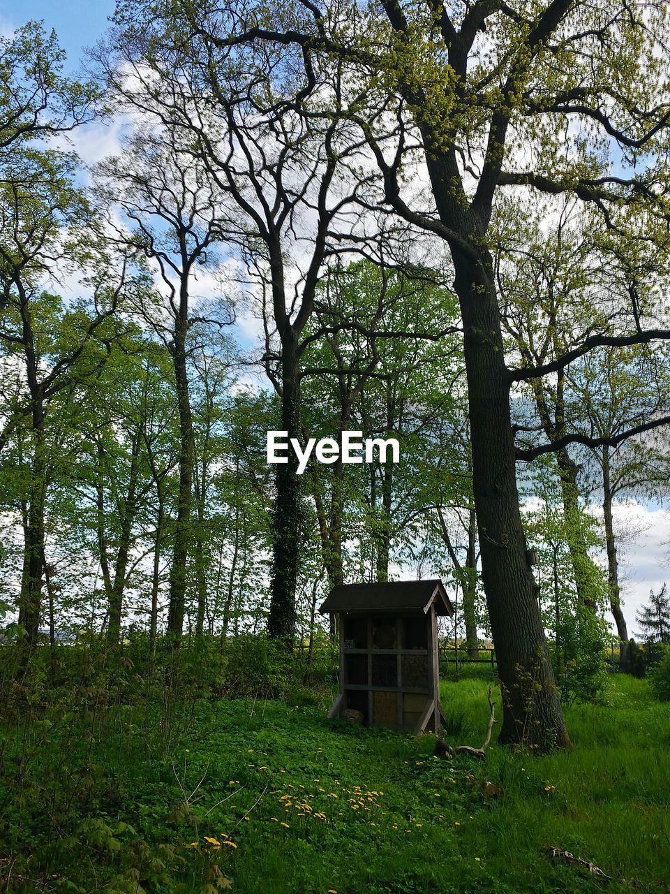 Hut by tree in forest