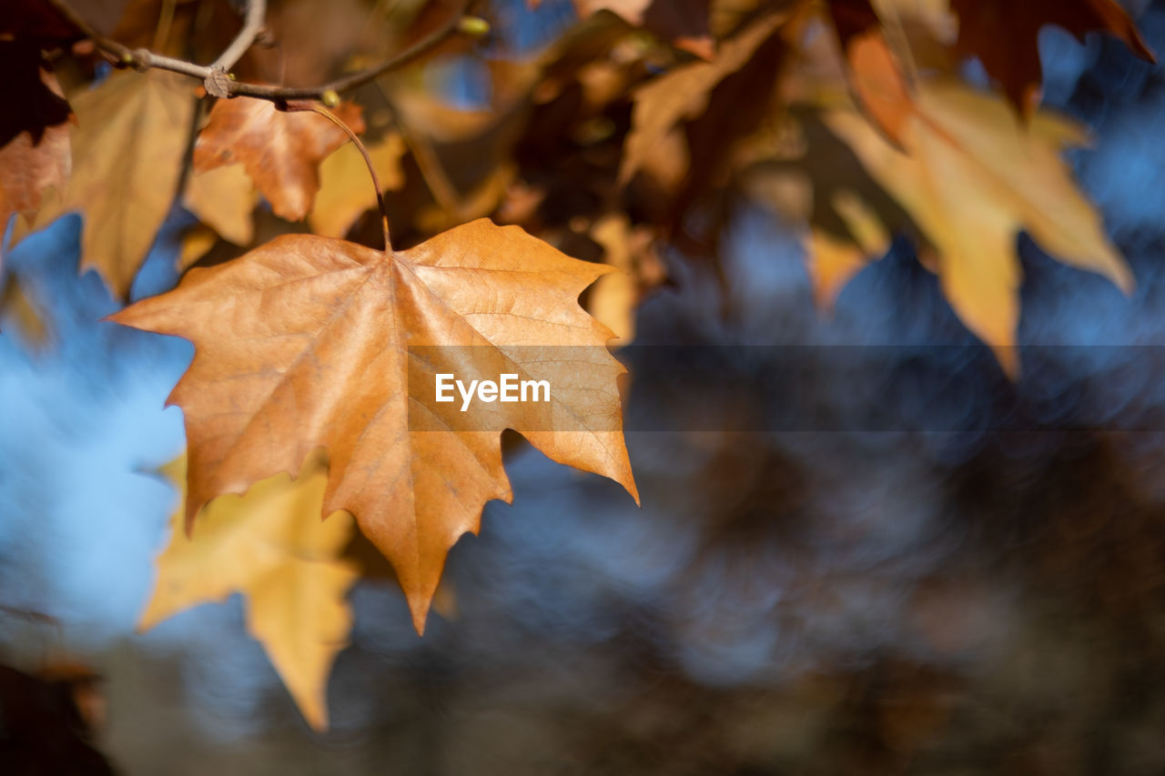 Close-up of yellow maple leaves against blurred background