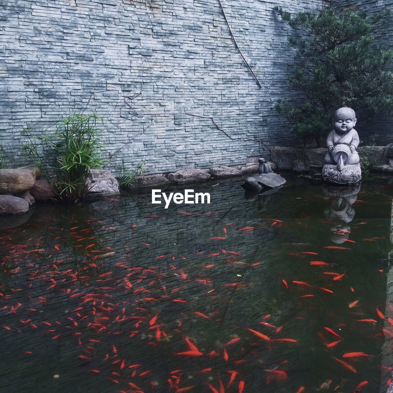 Fishes swimming in pond