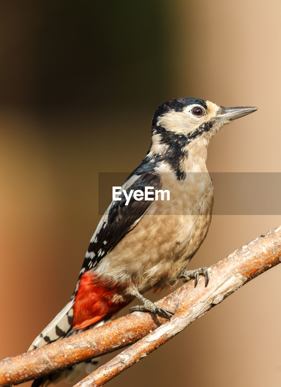 Close-up of bird perching