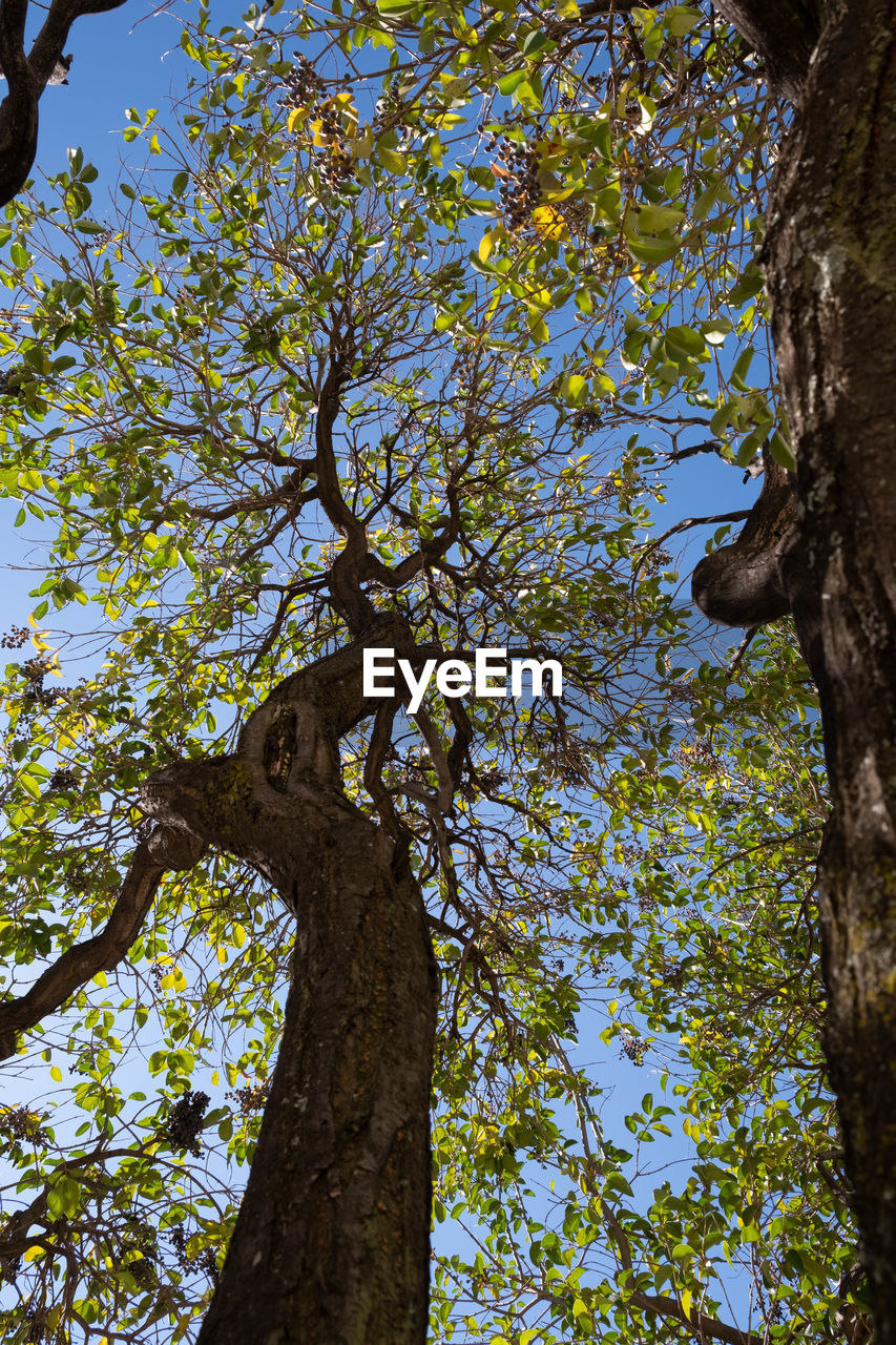 Low angle view of tree against sky