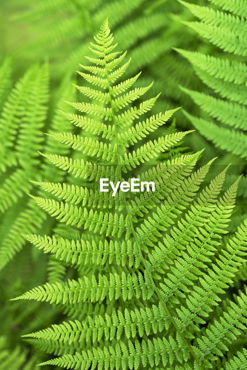 Beautiful long green leaves of lady fern plants in the garden. nature background.