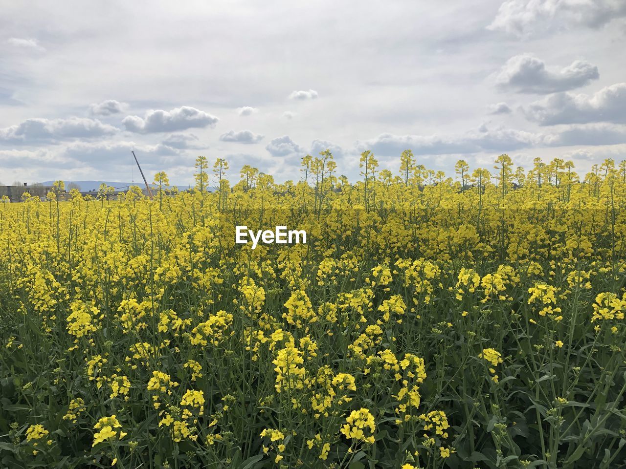 landscape, plant, field, rapeseed, land, yellow, flower, agriculture, environment, beauty in nature, rural scene, canola, vegetable, sky, flowering plant, produce, growth, crop, cloud, oilseed rape, food, freshness, nature, scenics - nature, farm, brassica rapa, mustard, prairie, tranquility, abundance, springtime, no people, meadow, tranquil scene, blossom, rural area, outdoors, day, fragility, idyllic, cultivated, plain, grassland, horizon over land