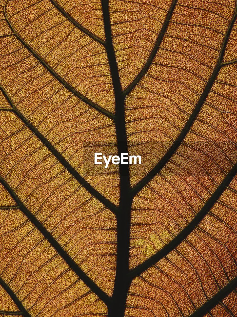 Texture of young leaves of the teak tree.