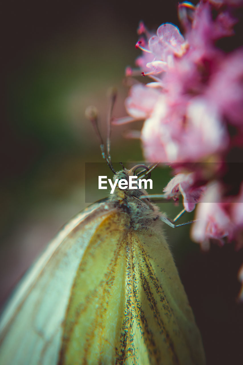 CLOSE-UP OF BUTTERFLY POLLINATING ON FLOWER