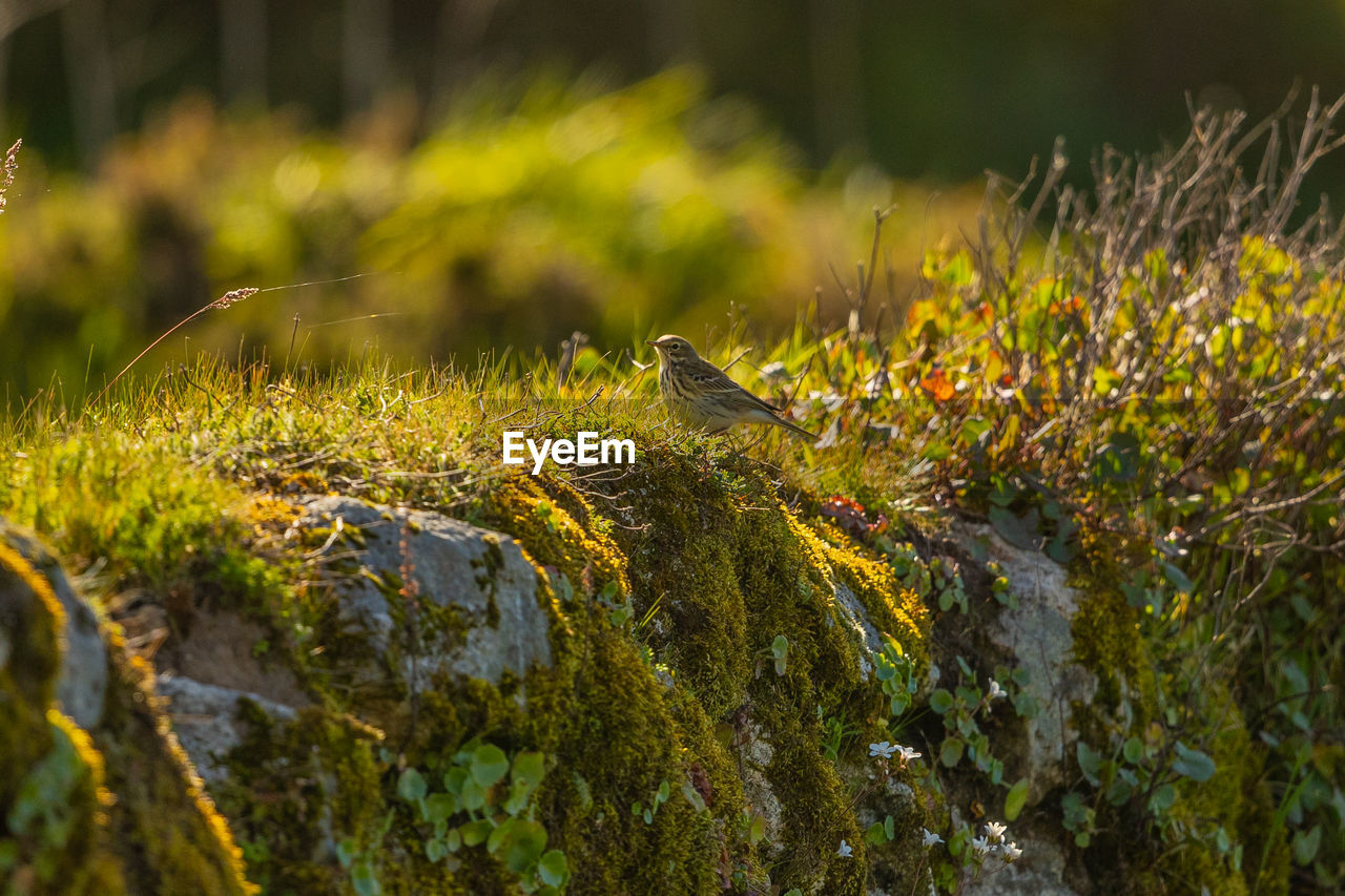 Bird perching on rock