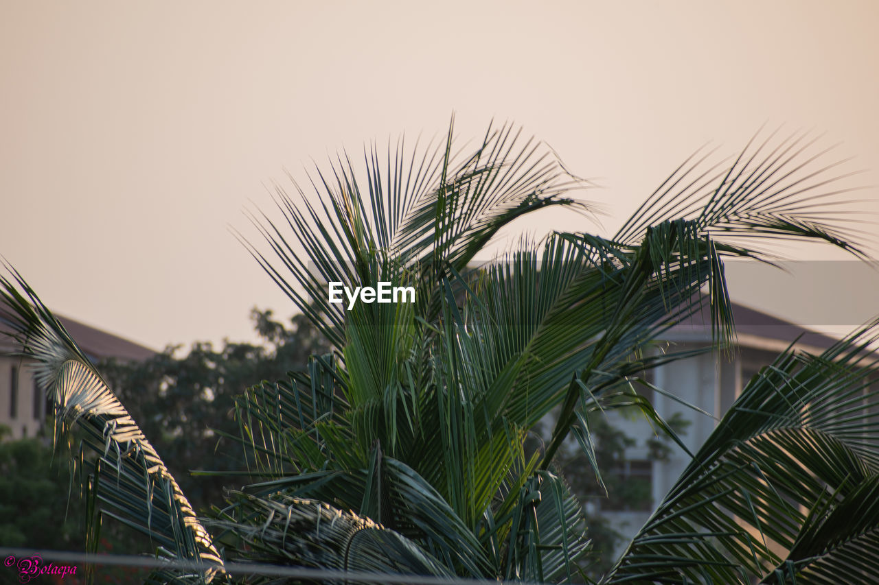 CLOSE-UP OF PALM TREES AGAINST SKY