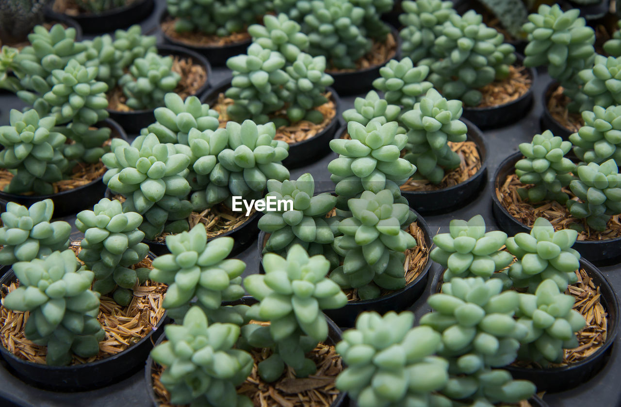 High angle view of succulent plants for sale in market