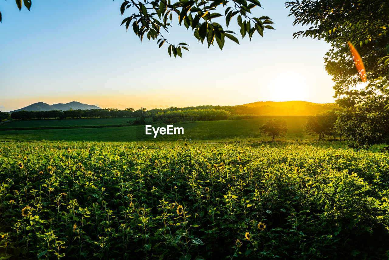 Scenic view of field against clear sky at sunset