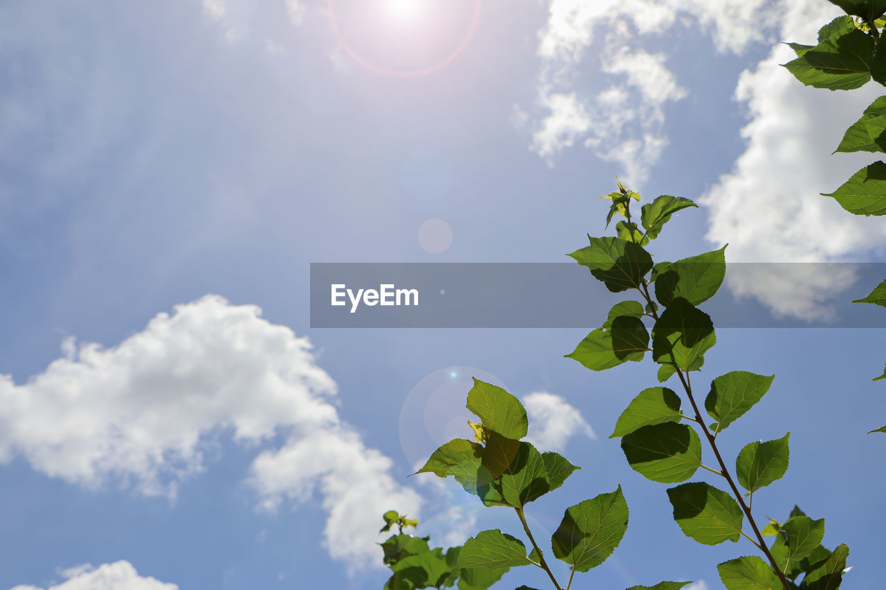 LOW ANGLE VIEW OF PLANT AGAINST BLUE SKY ON SUNNY DAY