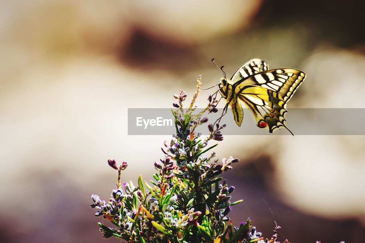 Close-up of butterfly on flower