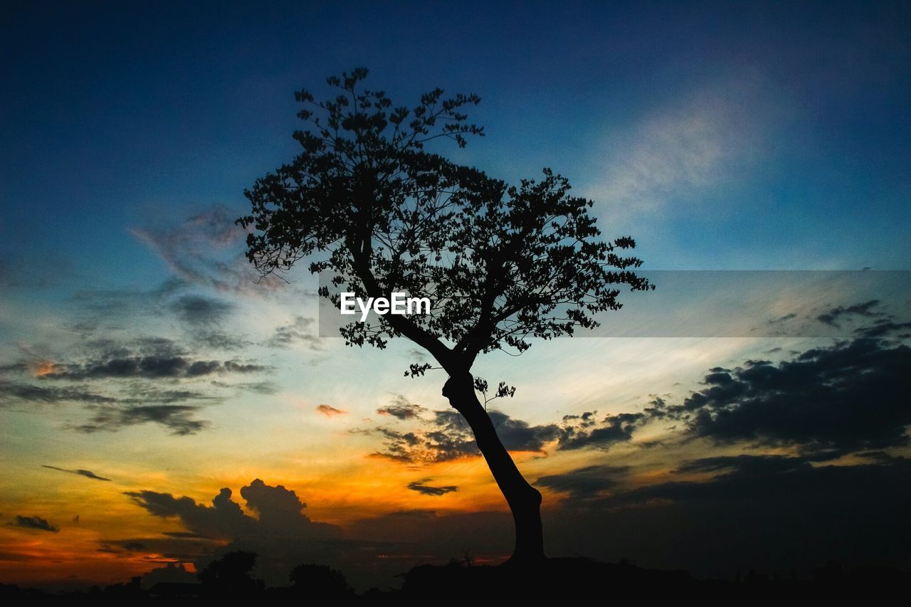 Low angle view of silhouette tree against sky during sunset