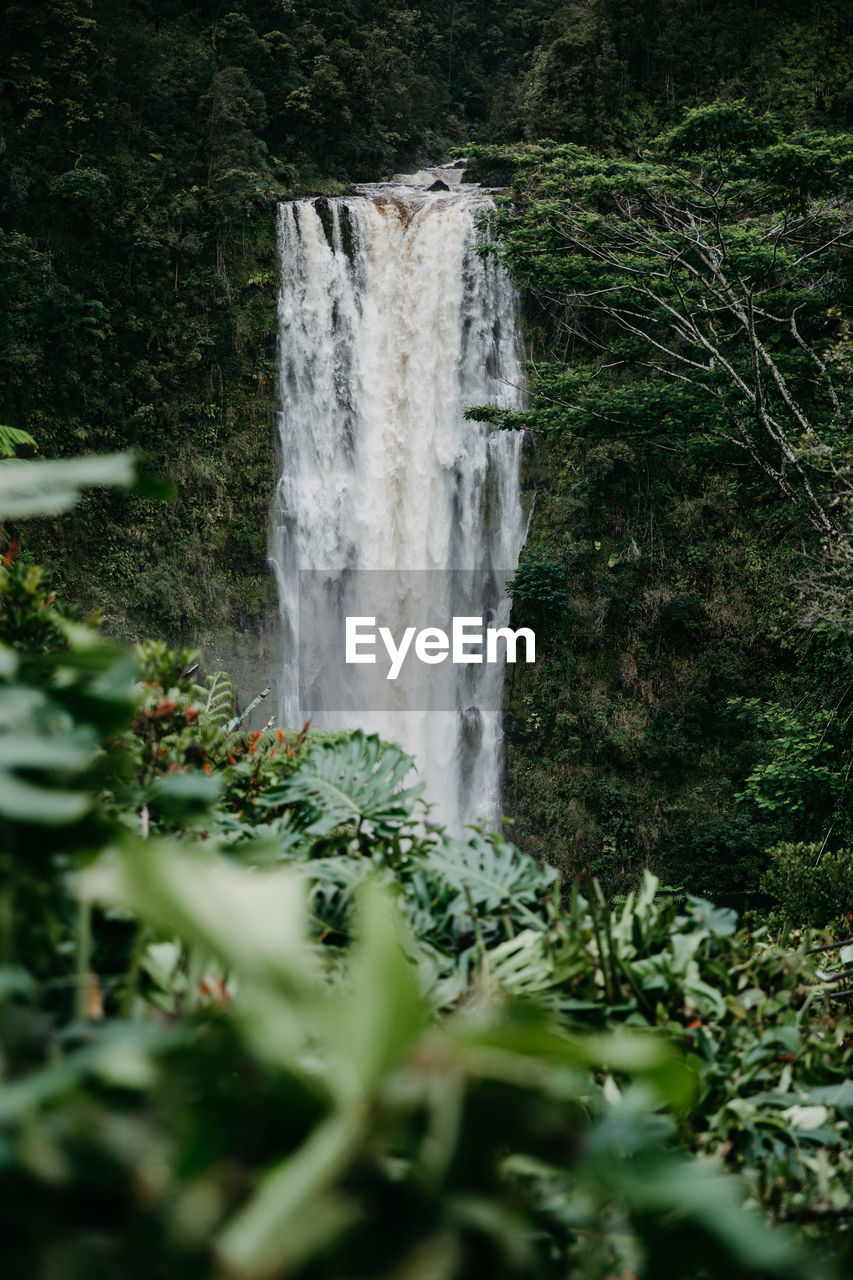 Scenic view of waterfall in forest