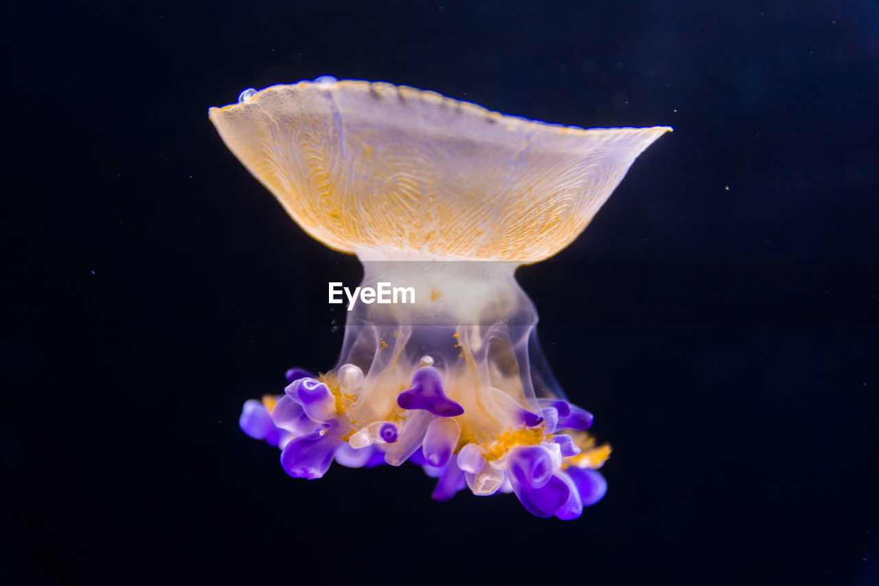 Beautiful jellyfish floating in aquarium water