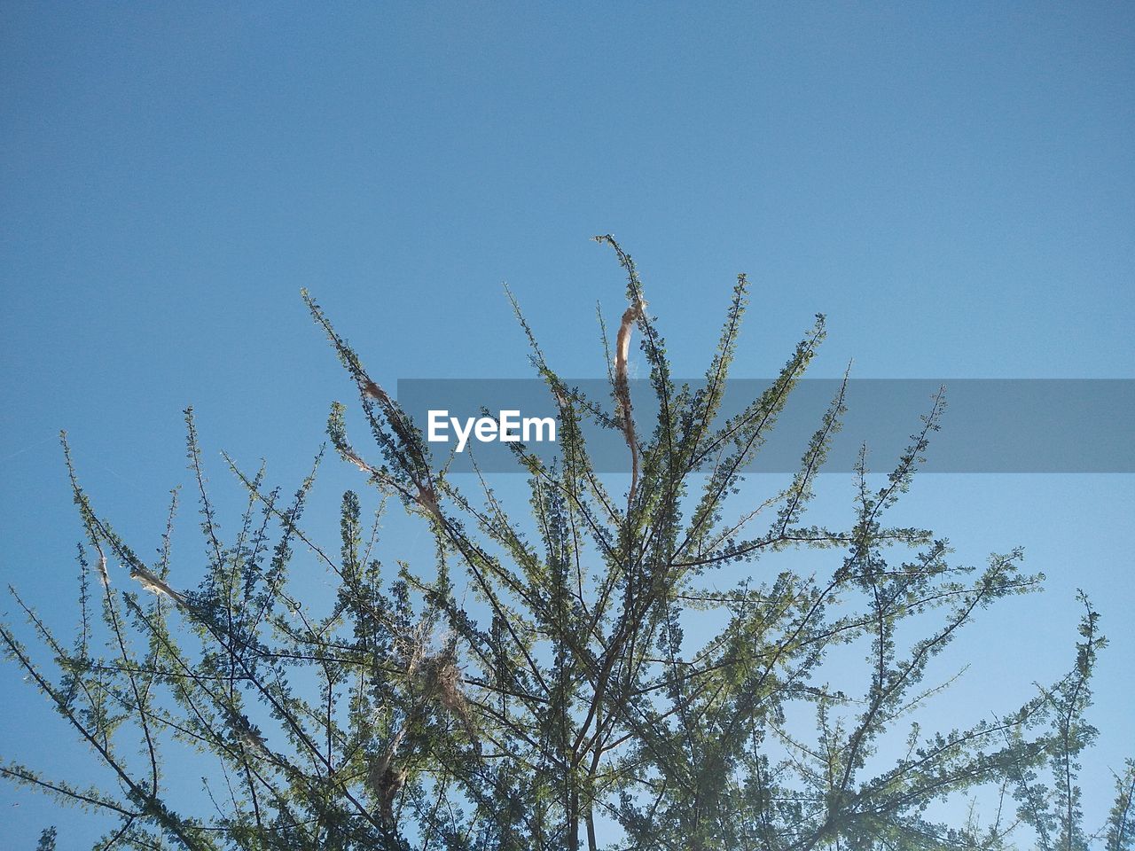 Low angle view of plants against clear blue sky