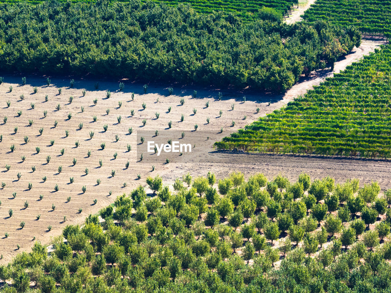 HIGH ANGLE VIEW OF PLANTS AND TREES