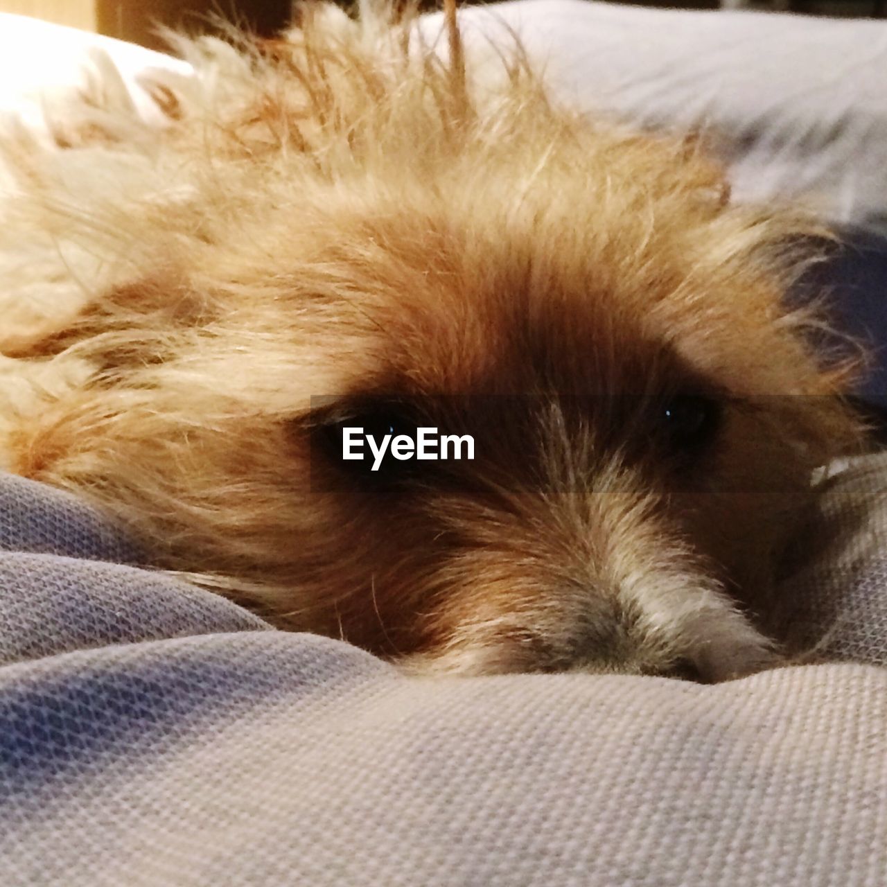 DOG RESTING ON SOFA