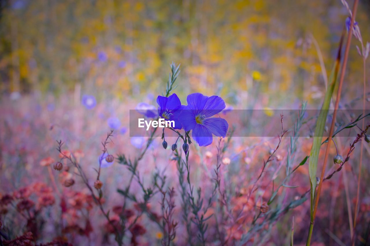 PURPLE FLOWERS BLOOMING IN SPRING