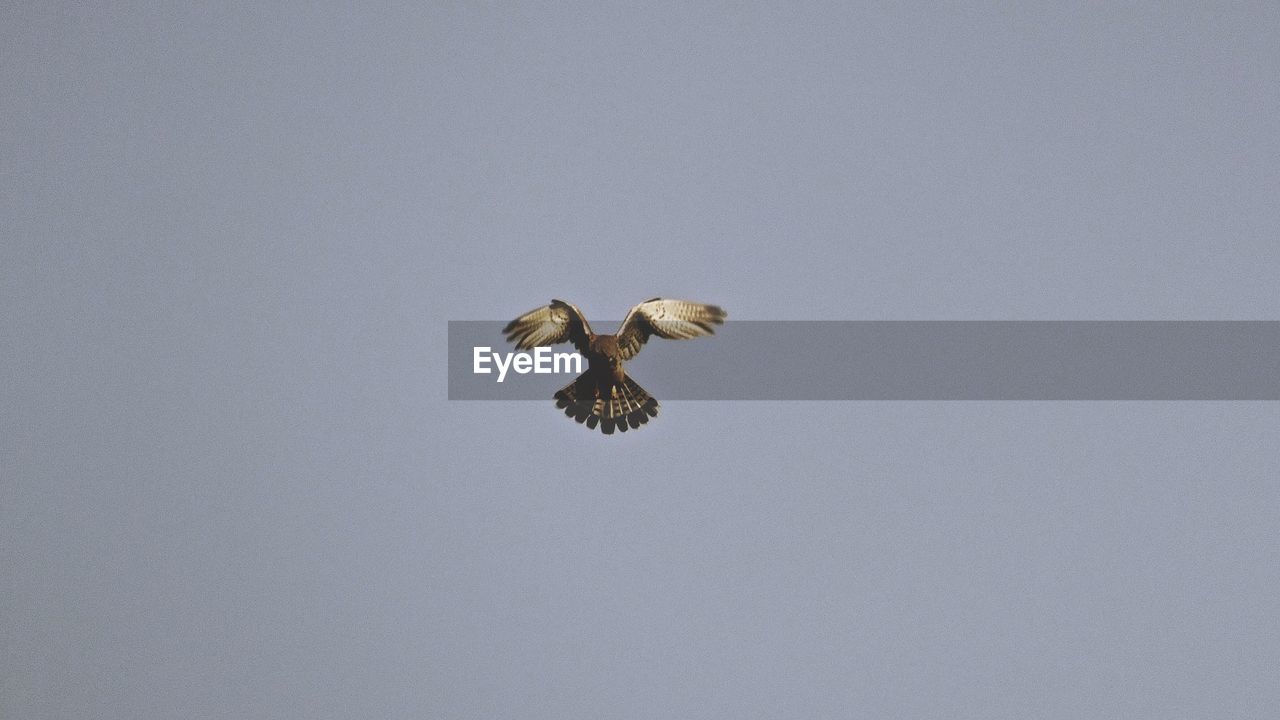 Low angle view of kite flying against clear sky