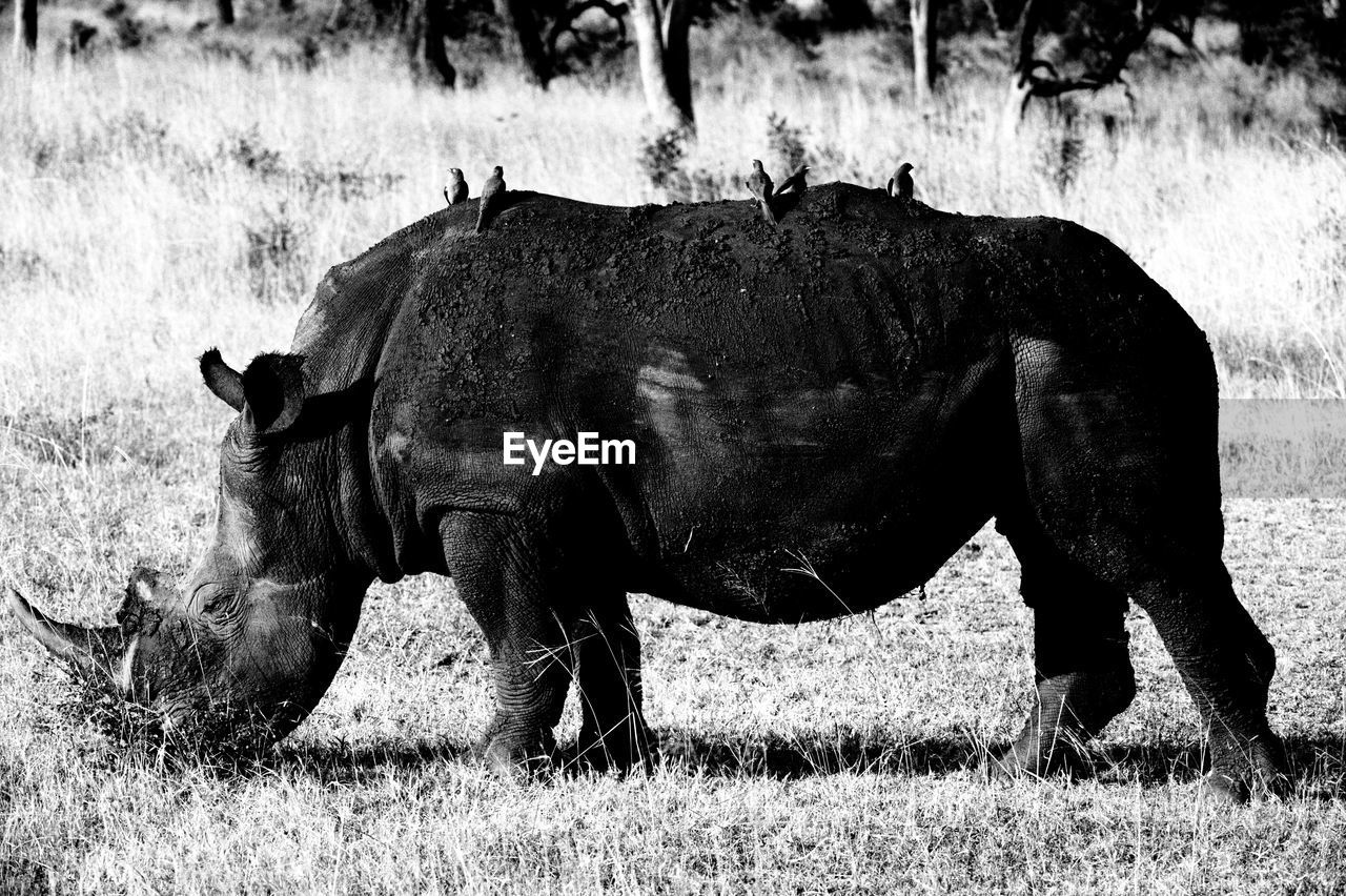 VIEW OF HORSE ON FIELD