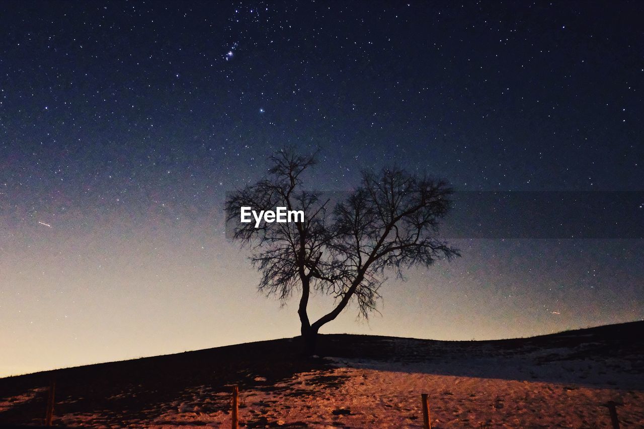 Silhouette bare tree against clear sky at night