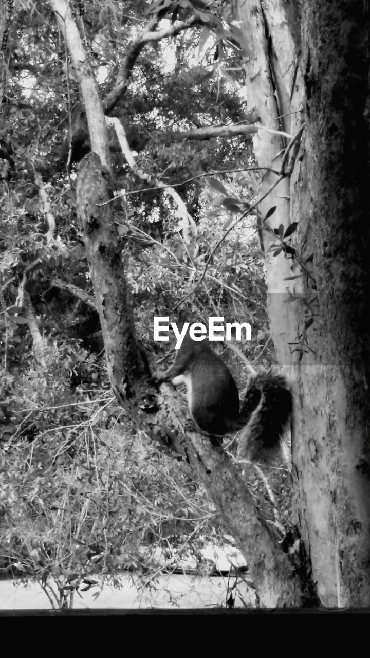 VIEW OF TREES IN FOREST