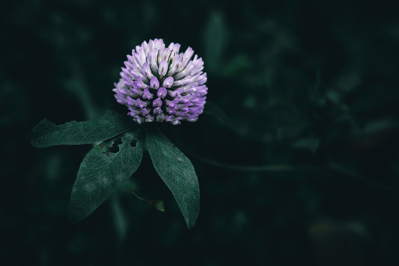 flowering plant, flower, plant, beauty in nature, freshness, green, nature, close-up, fragility, macro photography, flower head, growth, inflorescence, petal, purple, no people, leaf, plant part, focus on foreground, botany, outdoors, darkness, blossom