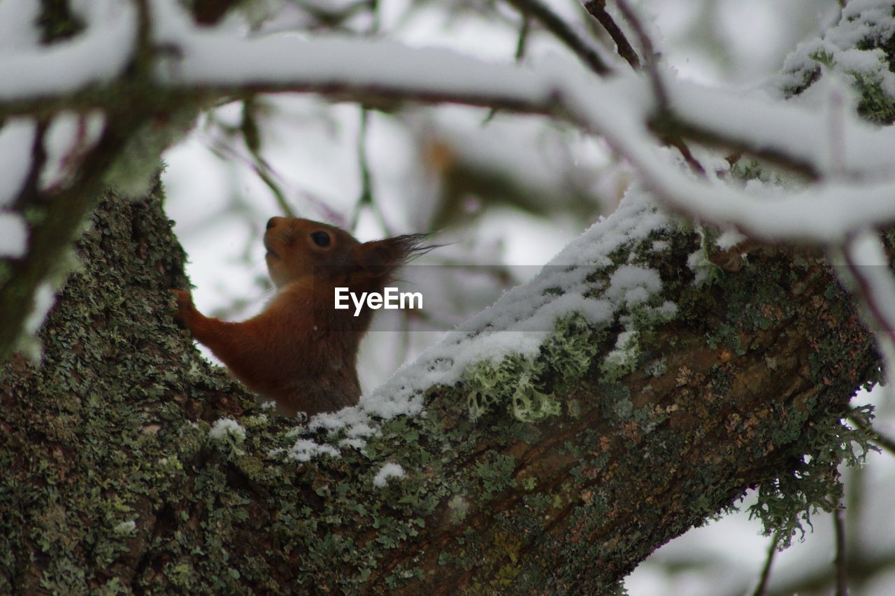 Low angle view of squirrel on tree