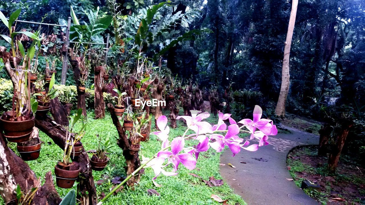 CLOSE-UP OF FLOWERS GROWING IN PARK