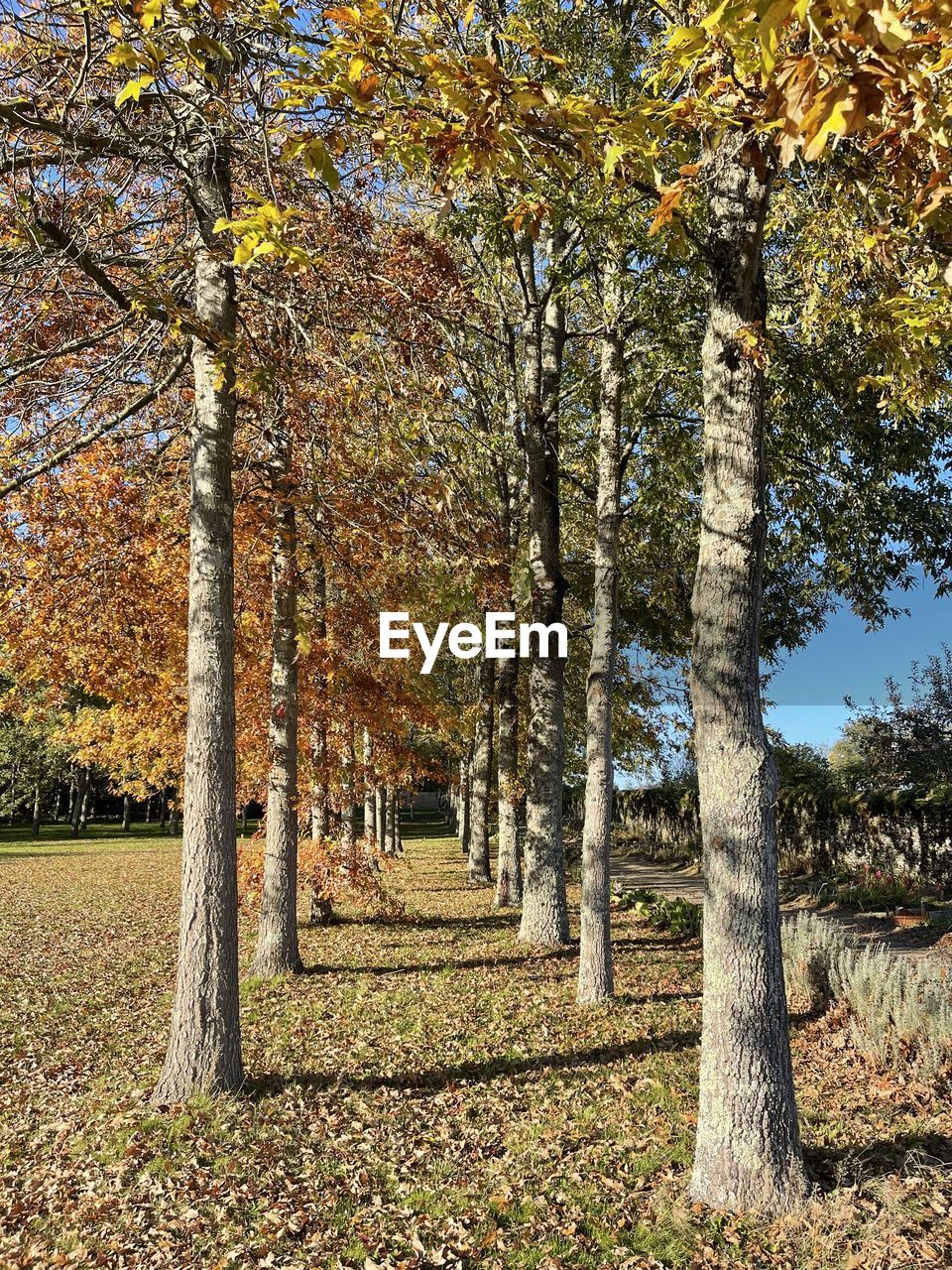 TREES GROWING ON FOOTPATH DURING AUTUMN