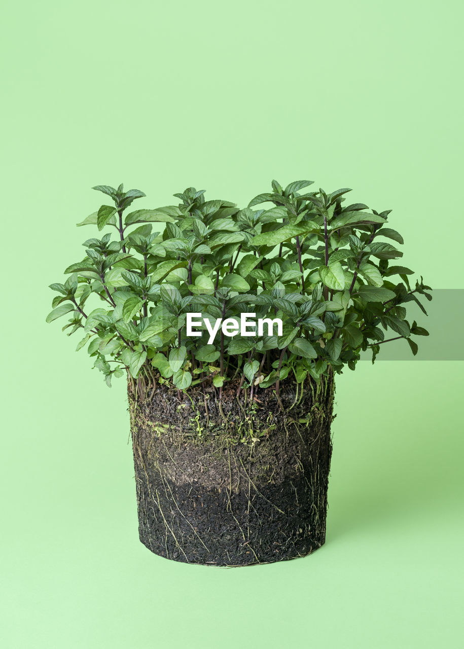 CLOSE-UP OF FRESH GREEN PLANT AGAINST WALL