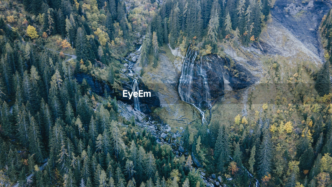 HIGH ANGLE VIEW OF PINE TREES