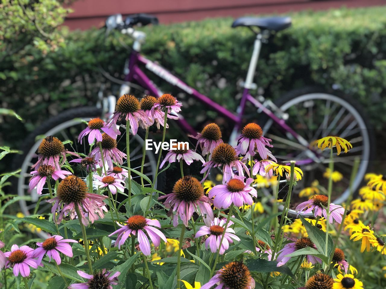 Close-up of purple flowering plants with bicycle 