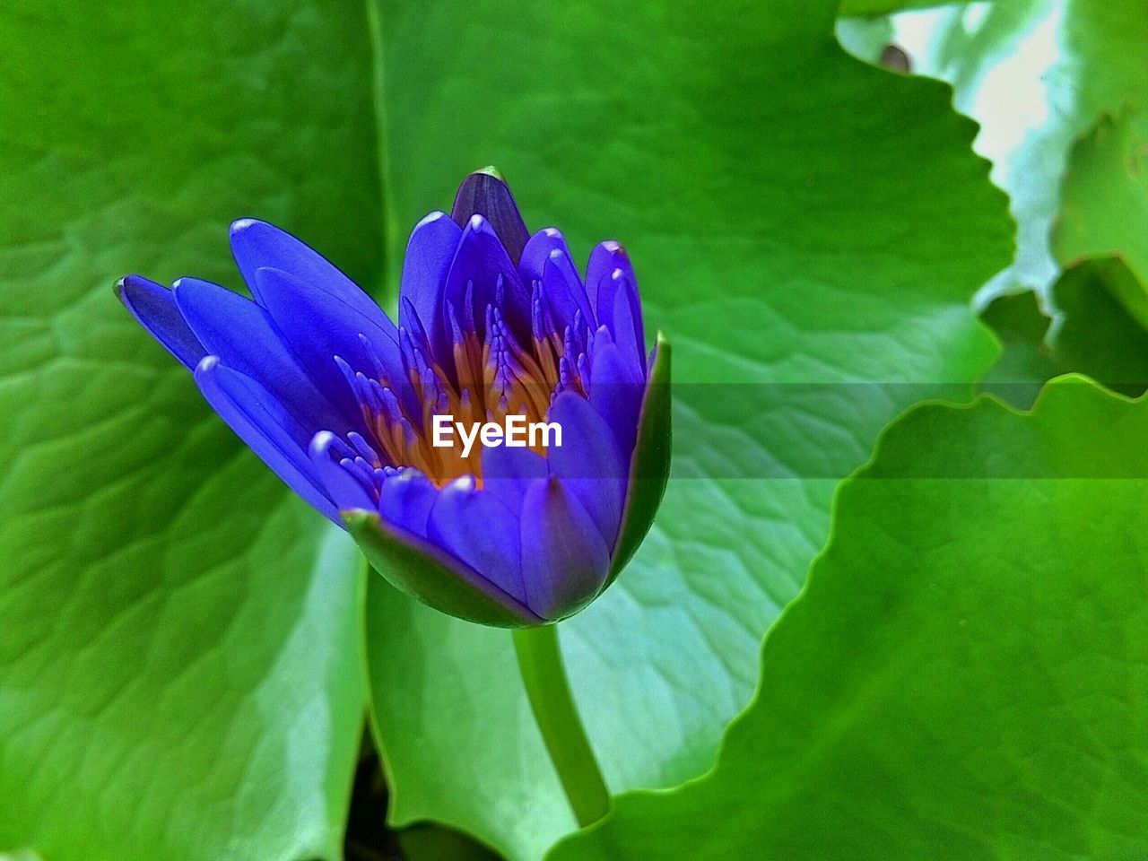 Close-up of purple water lily blooming outdoors