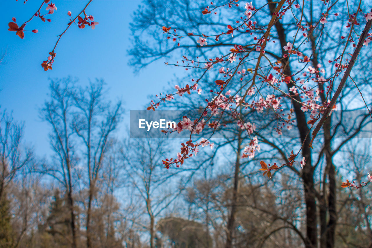 Low angle view of cherry tree against blue sky