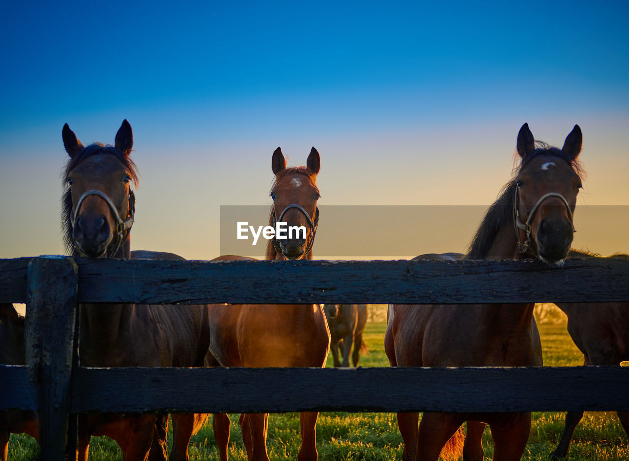 mammal, animal, animal themes, domestic animals, horse, sky, pet, nature, blue, no people, group of animals, animal wildlife, fence, landscape, morning, livestock, outdoors, land, wood