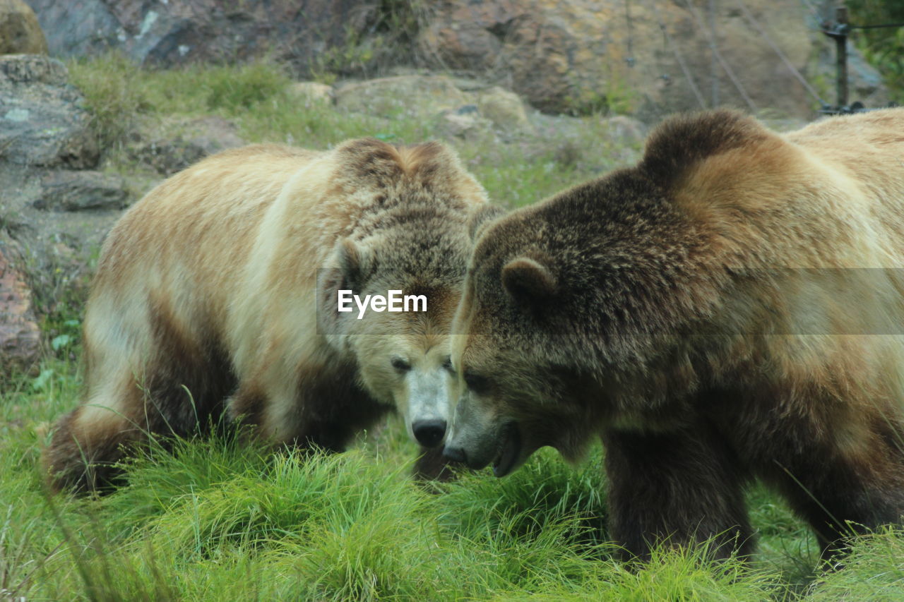 Bears grazing on grassy field