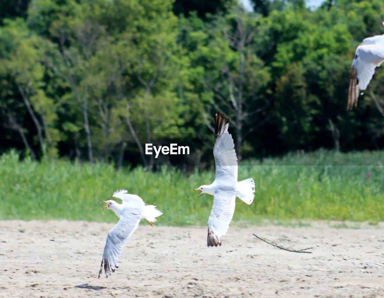 VIEW OF BIRDS ON LAND