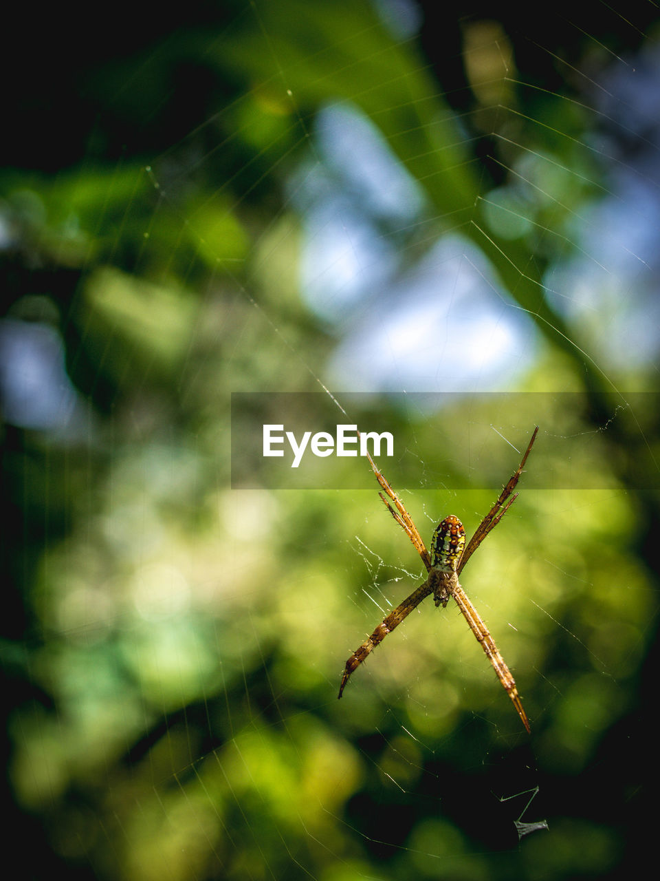 Close-up of spider on web