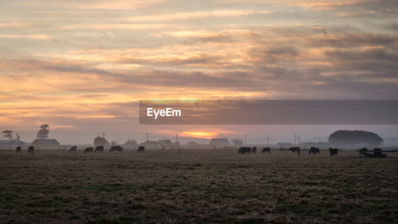 Scenic view of field against sky during sunset