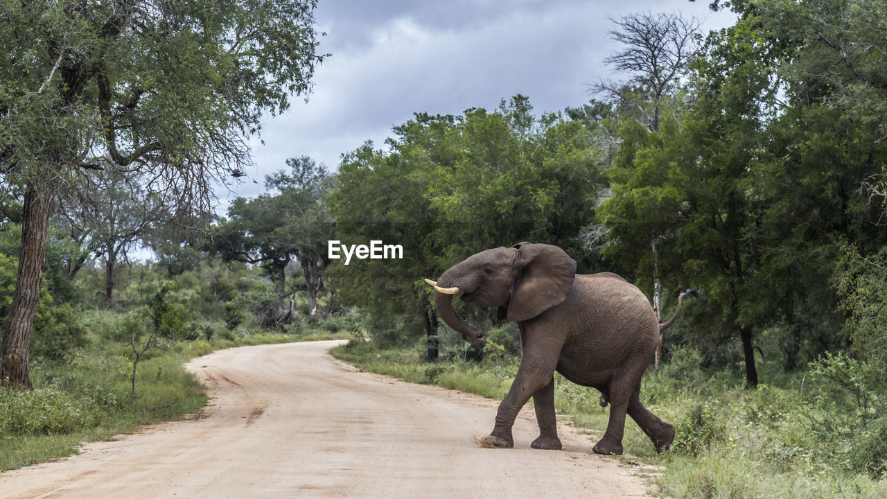 VIEW OF ELEPHANT IN ROAD
