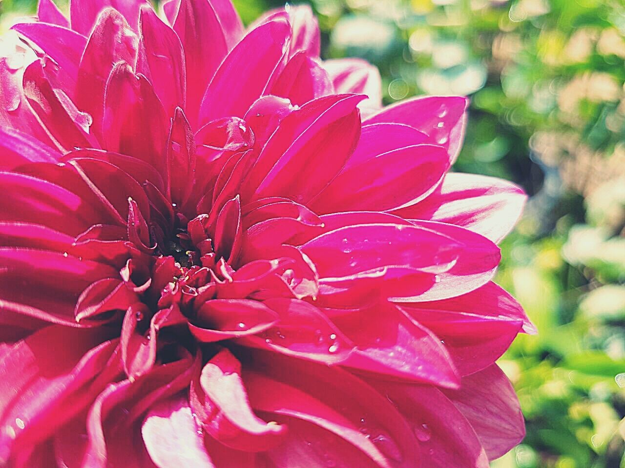 CLOSE-UP OF PINK FLOWER WITH WATER