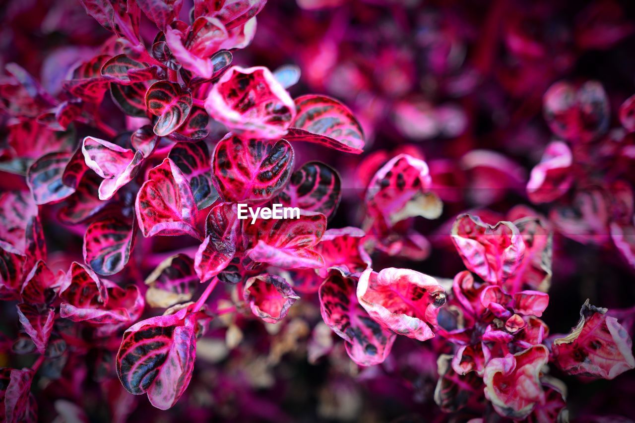 Close-up of fresh red flowers in bloom