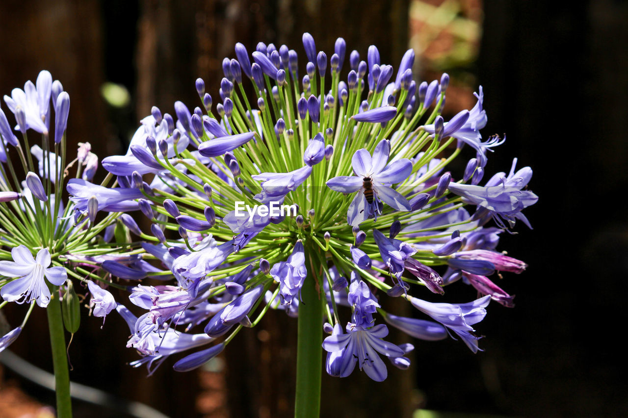 CLOSE-UP OF PURPLE IRIS FLOWERS