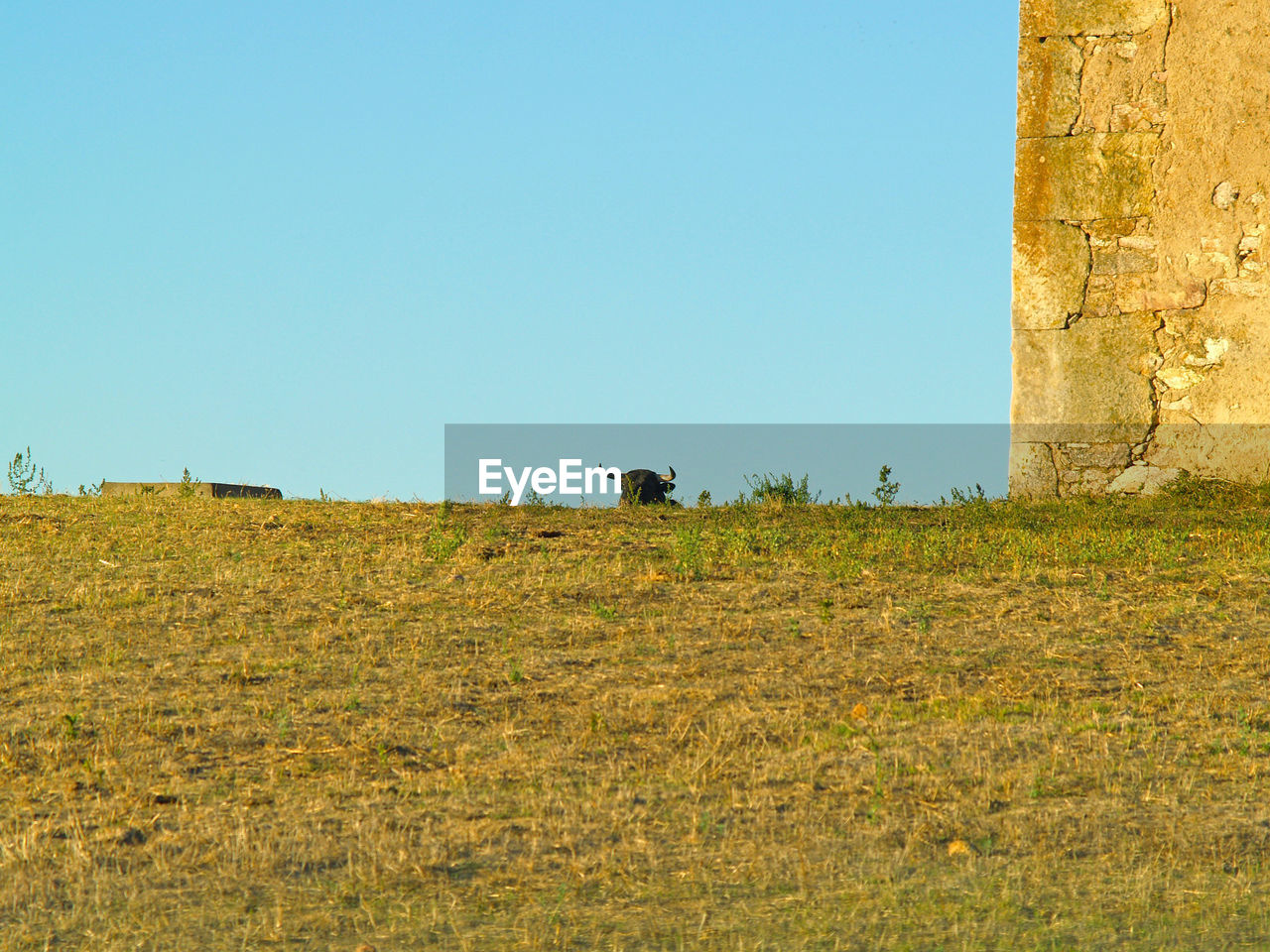 LOW ANGLE VIEW OF YELLOW HORSE AGAINST SKY