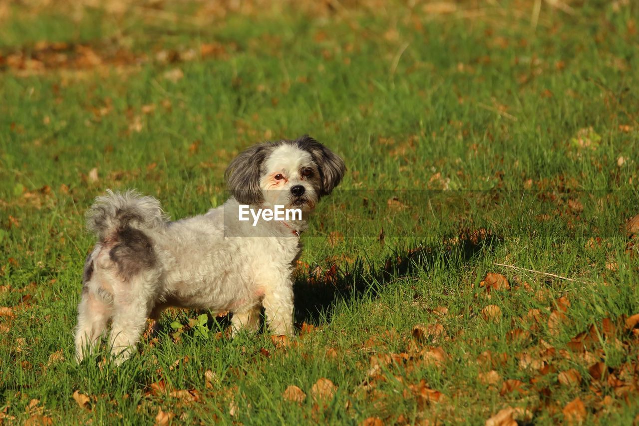 Portrait of dog on field