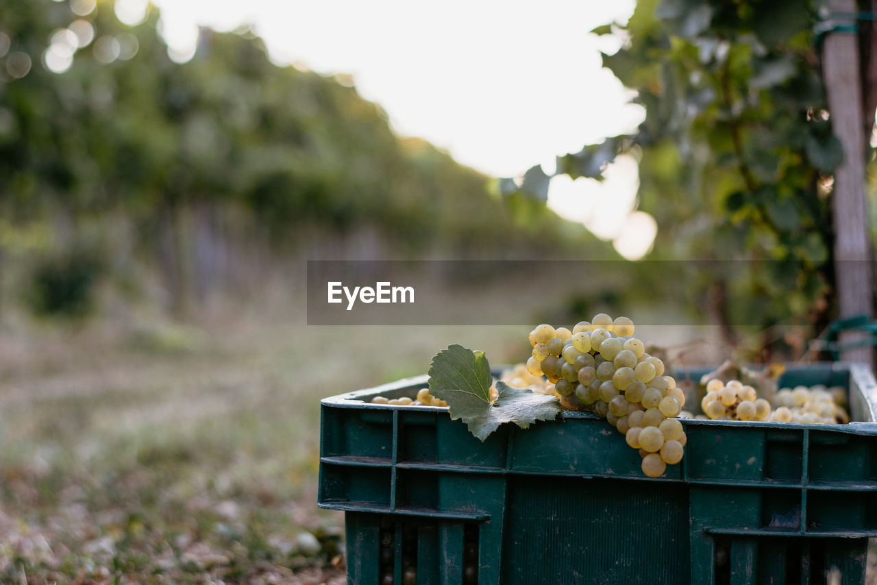 CLOSE-UP OF GRAPES GROWING ON VINEYARD